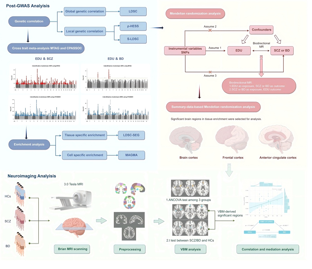 Figure 1. Workflow of genome-wide cross-trait analyses for educational attainment, schizophrenia, and bipolar disorder. The overall study workflow for investigating shared genetic architecture is shown. Heritability and global genetic correlation: LDSC was used to estimate trait-specific heritability and global genetic correlations between EDU and SCZ or BD. Both unconstrained and constrained intercepts were applied to account for potential sample overlap. Local genetic correlation: ρ-HESS was used to quantify regional genetic correlations across 1,703 genomic segments. Partitioned genetic correlation: S-LDSC assessed correlations at the level of >30 functional genomic elements to determine the contribution of specific genomic regions to phenotypic correlations. Cross-trait GWAS meta-analysis: MTAG and CPASSOC were performed to identify shared SNPs between EDU and SCZ or BD. Independent SNPs and novel loci were defined using PLINK. Colocalization analysis: Bayesian colocalization assessed whether shared SNPs arose from the same causal variants. SNPs with posterior probability for shared causality (PPH4) > 0.95 were considered colocalized. Bidirectional MR: Two-sample MR using multiple methods (IVW, MR-Egger, weighted median, etc.) evaluated potential causal relationships between EDU and SCZ or BD. Tissue- and cell-type enrichment: LDSC-SEG and MAGMA analyses identified brain tissues and cell types enriched for EDU-, SCZ-, and BD-associated heritability, providing insights into the neurobiological context of shared genetic architecture. Abbreviations: LDSC linkage disequilibrium score regression, ρ-HESS rho-heritability estimation from summary statistics, S-LDSC stratified-LDSC, MTAG Multi-Trait Analysis of GWAS, CPASSOC Cross-Phenotype Association, EDU educational attainment, SCZ schizophrenia, BD bipolar disorder, HCs healthy controls, SNP single-nucleotide polymorphism, LDSC-SEG LDSC-specifically expressed genes, MAGMA Multi-marker Analysis of GenoMic Annotation, MRI magnetic resonance imaging, ANCOVA analysis of covariance, VBM voxel-based morphometry.