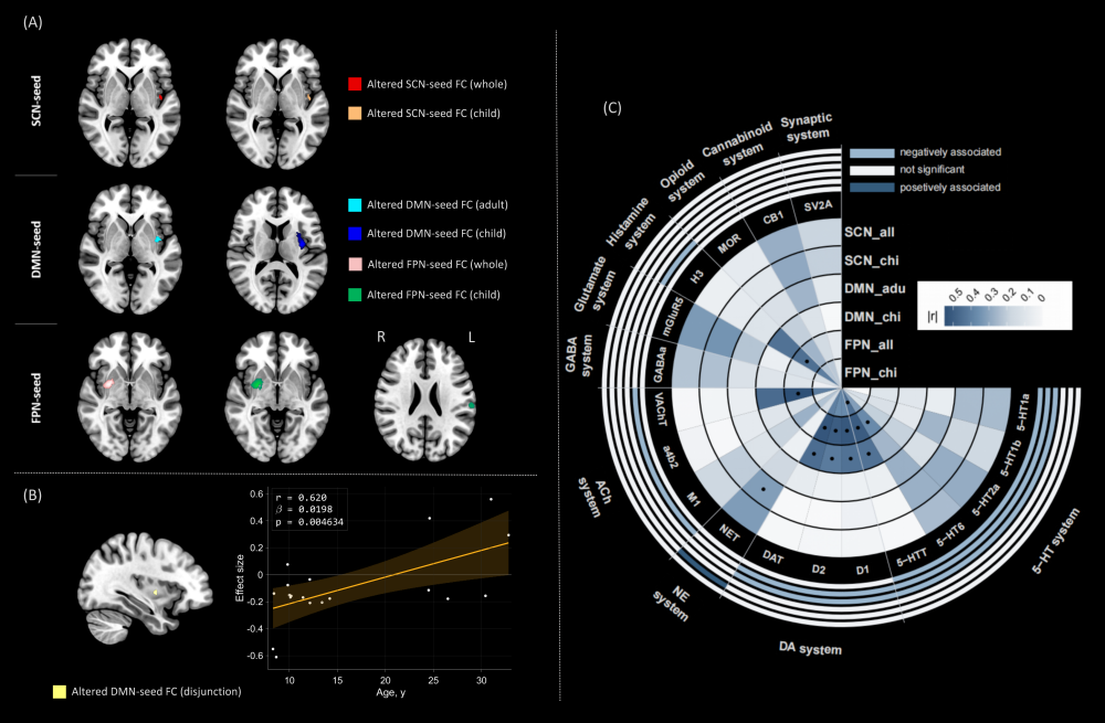 A. Meta-analysis results of functional connectivity (FC) alterations across networks and age groups (child, adolescent, adult). B. Age-FC regression analysis showing the relationship between age and FC alterations. C. Analysis of FC and neurotransmitter associations, with significant correlations indicated by dots (p-Bonferroni < 0.05).