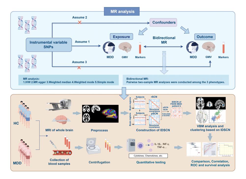 Figure 1. The workflow of this study. Abbreviation: SNPs, single nucleotide polymorphisms; GMV, gray matter volume; MR, Mendelian randomization; IVW, inverse variance weighting; HCs, healthy controls; MDD, major depressive disorder; IDSCN, individualized structural covariance network; VBM, voxel-based morphometry; ROC, receiver operating characteristic.